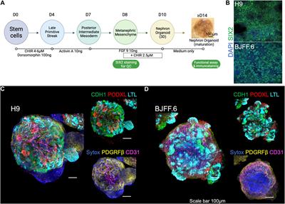 Live functional assays reveal longitudinal maturation of transepithelial transport in kidney organoids